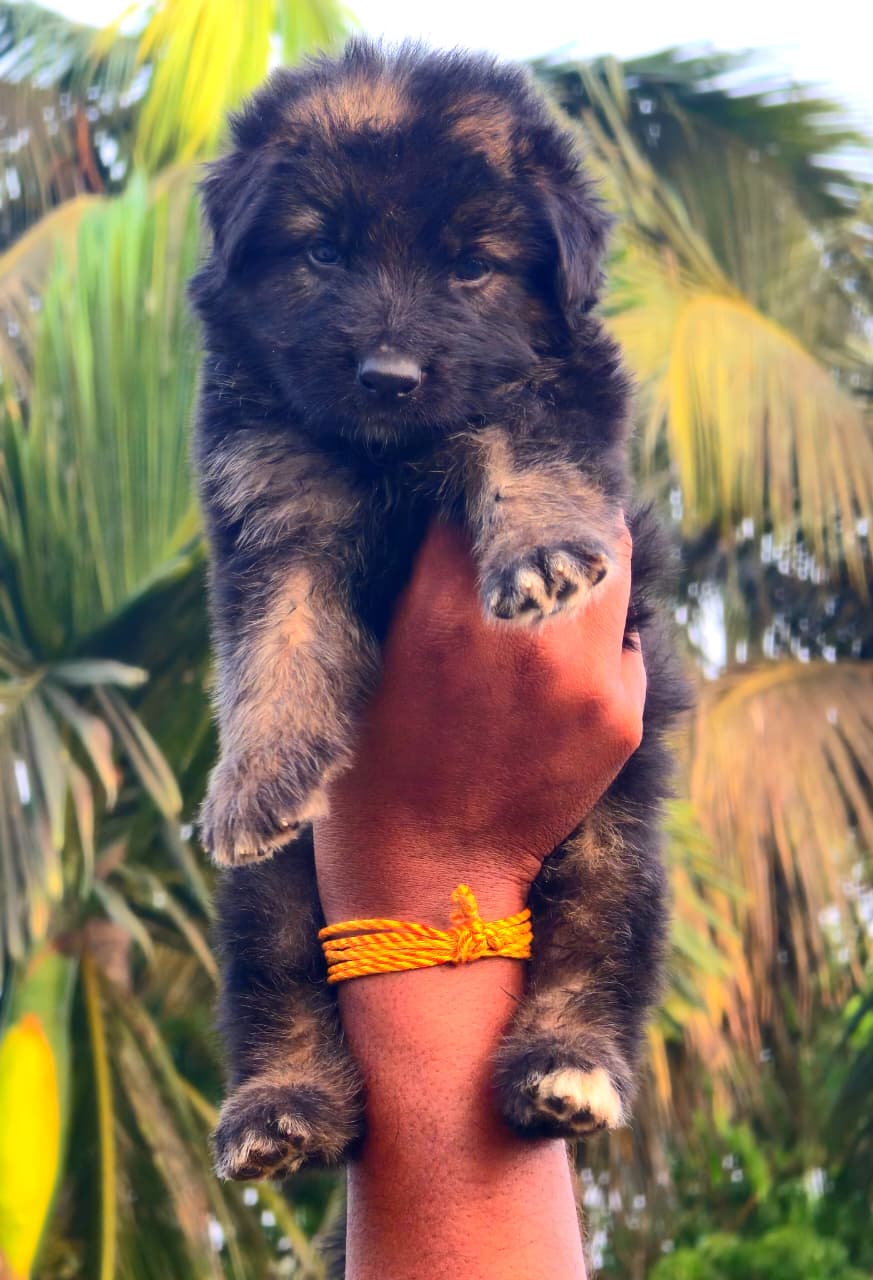 Pixel, our office dog at MUVI Spaces